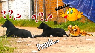 Fake Tiger Vs Real Dog Prank and Funny - Dog pranks in Cambodia - Try not to laugh challenge Ep#02