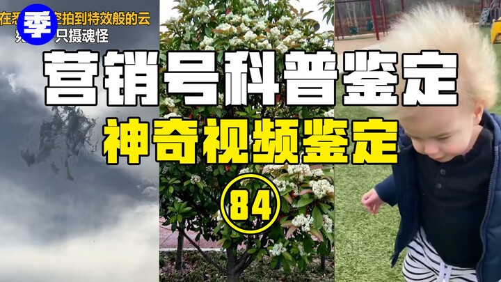 【Identifikasi Populer】Dementor muncul di langit Sydney? Mengapa bunga heather memiliki aroma yang be