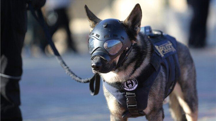 Cuplikan | Pertarungan Anjing Polisi