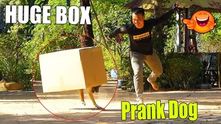 Big Box vs Prank Real Dog Sleep Make You Laugh 100%