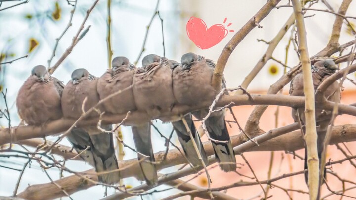 【Bồ câu gáy】Gù gù áp sát nhau~