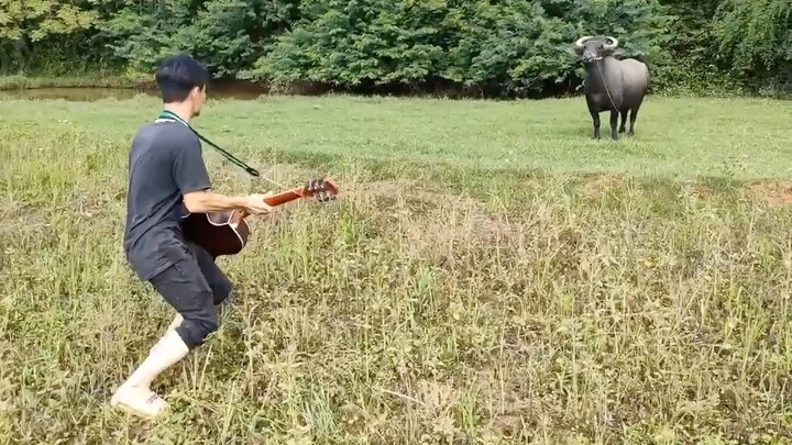 Who says cows can’t understand?