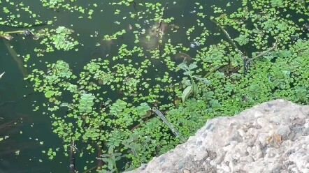 Don't know what's going on—do I have to post it again? Will it go viral this time?