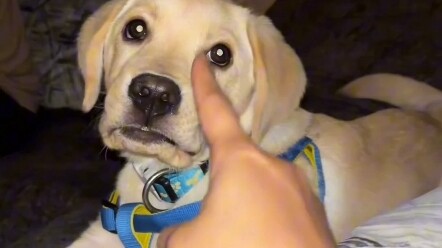 Anjing Penenang: Biar Kamu Jadi Kuat