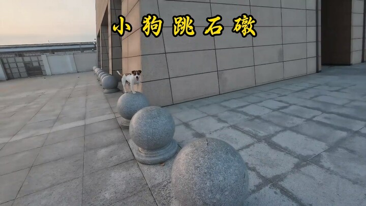 ลูกสุนัขน่ารัก