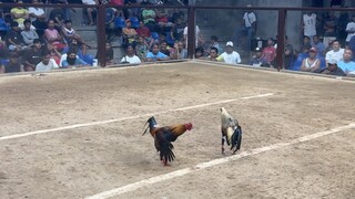 5 STAG @VARGAS COLOSSEUM (WWLWW)
