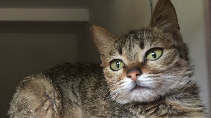 When both canned food and fresh small fish are available, which will the cat choose?!