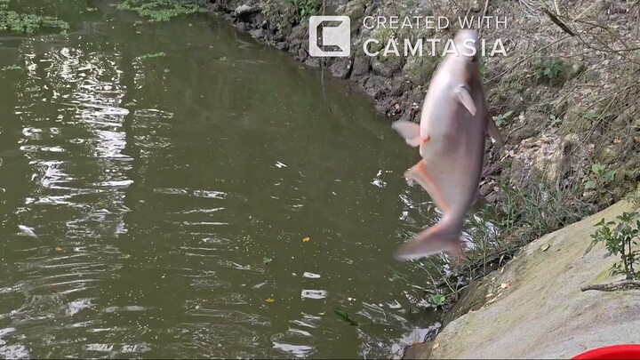 বড়শির টানে টানে বড় বড় পাঙ্গাস মাছ