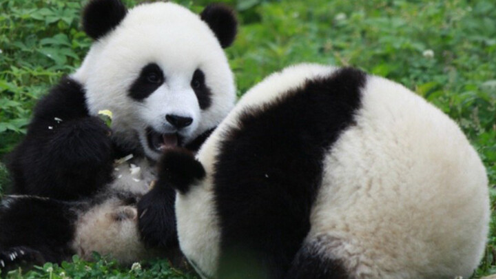 [Panda Hao Yue] Hao Yue yang Ringan Tangan Mengejutkan Shi Liu