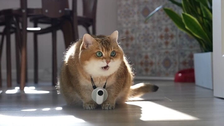 Take You on a First-Person Journey Through a Kitten’s Eyes