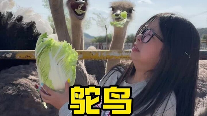 当一天鸵鸟饲养员是种什么体验！！！