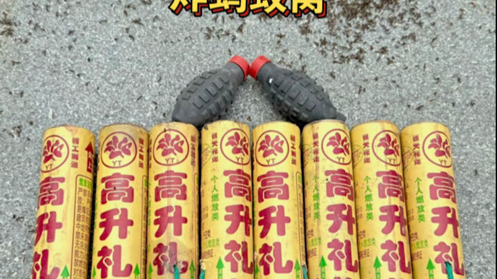 Nostalgic Memories of Red Fire Ants