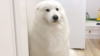What happens when a Samoyed gummy treats itself to cat litter? It goes to mom, fawning and begging f