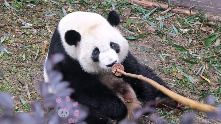 Meilan: I don’t even like this cornbread—I can’t be bothered to pick it up.