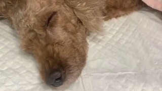 الملك يان بنفسه جاء لأخذ حياتك، فأين ستذهب الآن؟