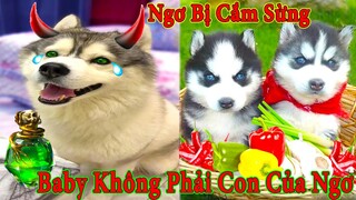 Thú Cưng TV | Ngáo Và Ngơ #32 | chó thông minh vui nhộn | Pets funny cute smart dog