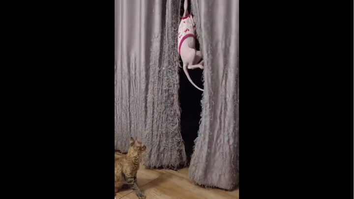 窗帘成这样，两位都有责任！