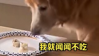 [Confusing Human Behavior] 249 The Dog's Big Heart