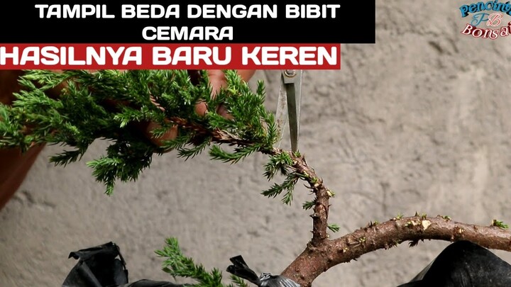 Bibit cemara bisa sekeren ini//Tampil beda dari konten sebelumnya
