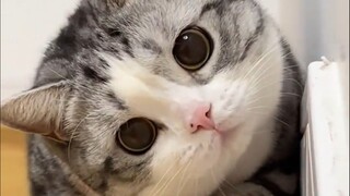 القطط عندما كانت صغيرة مقابل القطط عندما كبرت، تعال وشاهد هل قطتك من بينهم؟