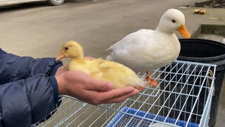 Bebek Orang Lain Selalu Lebih Manis, Tapi Tuannya Jahat