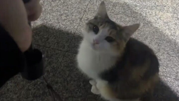 แมว: เธอจะกางร่มให้ฉันไหม?