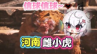 雌 小 鬼 虎 先 锋⚡