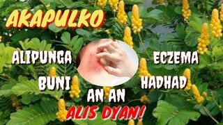 AKAPULKO | HALAMANG GAMOT |  ANTI FUNGAL PLANT | Tenrou21