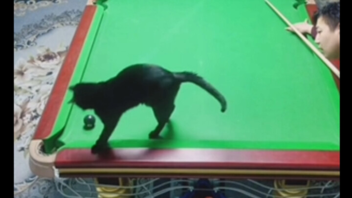 Cat owner: We can win this round, right? Cat 🐈‍⬛: Got it covered 👌🏻!