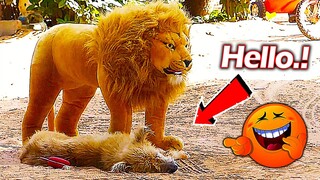 [Prank Dog] Most funniest prank dog sleeping with big fake lion | try not to laugh