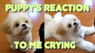 Cute Puppy's Reaction to Me Crying- He Got Pranked!