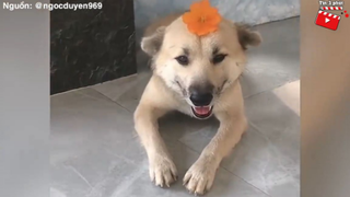 Chú chó 'ĂN CHỬI' nhiều nhất Việt Nam sáng được 'CHỦ KHEN' ngoan, chiều lại đi G