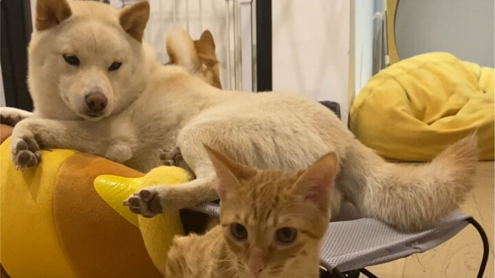 Paw Patrol scores a point!