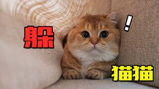 十多斤胖猫躲起来，有多容易被发现!