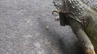 butiki 😮