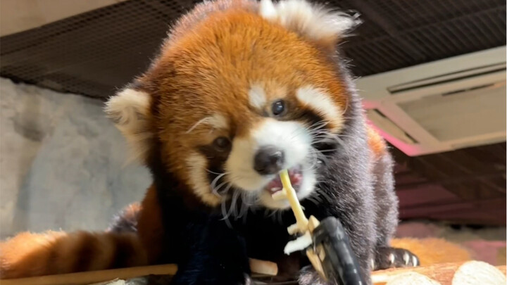 Surely no one’s still never been to this zoo where you can touch and feed the animals, right?