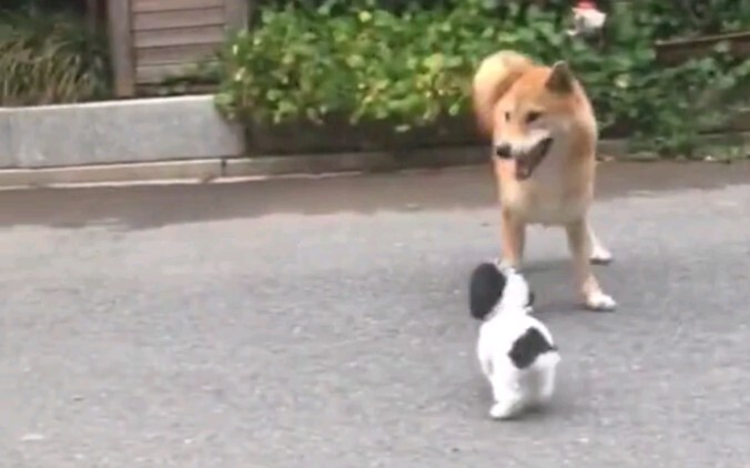 A dog’s happiness is this simple.