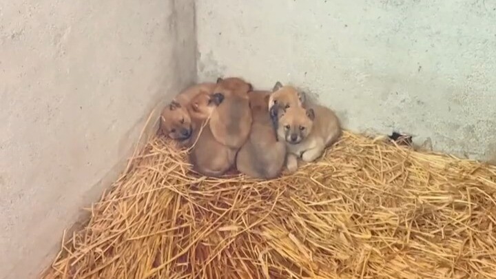 Suck, suck, suck, little doggie~