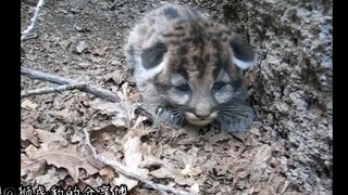 [Little Mountain Lion] Whose baby is missing? It's crying on the side of the road! Mom, please come 