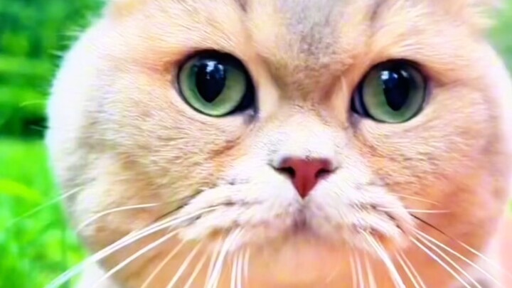 Do you still like kittens?