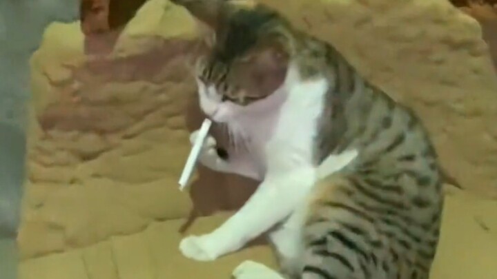 “Clumsy Egg Kitten”