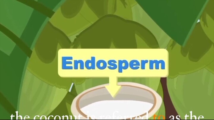 what's inside coconut?