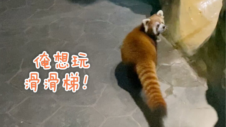 【Gấu trúc nhỏ】Khi vườn thú đóng cửa, cảnh tượng các con vật đi dạo trong vườn thú lại xuất hiện! Thú