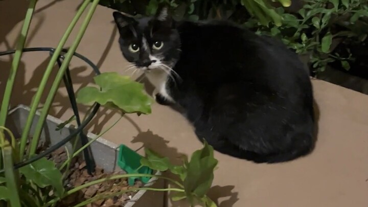 เมื่อคืนทั้งละแวกได้ยินเสียงลาของฉันร้อง