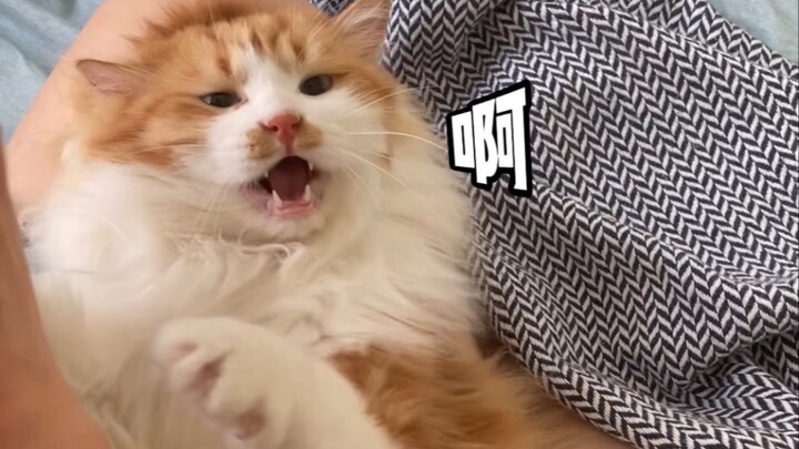 这只小猫咪连哈人都不会