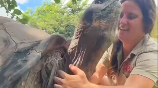 Is this the reason why turtles like to have their necks stroked?