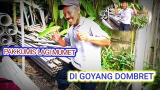 KETIKA PA KUMIS LAGI PUSING INI YANG DIA LAKUKAN || OBROLAN LUCU WONG MUMET