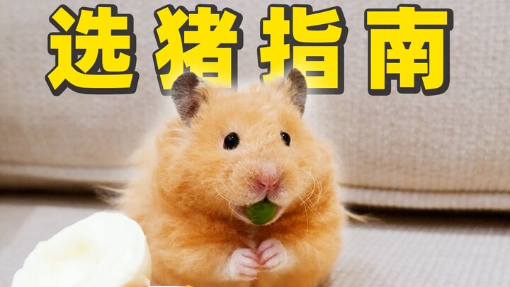 Want to buy a hamster? Afraid of getting ripped off? Here’s how to pick a healthy, gentle baby hamst