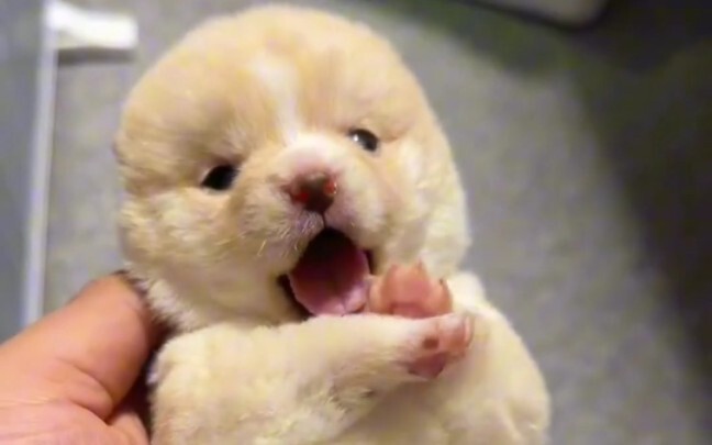 Cún con cún con mềm mại, ngủ ngủ khe khẽ૮˶•  •˶ა