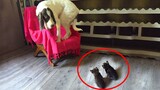 DOG and CAT, Love or hate Compilation of funny cats and dogs for a good mood! 🤣